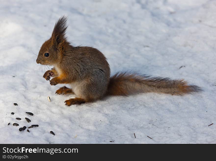 The squirrel in winter