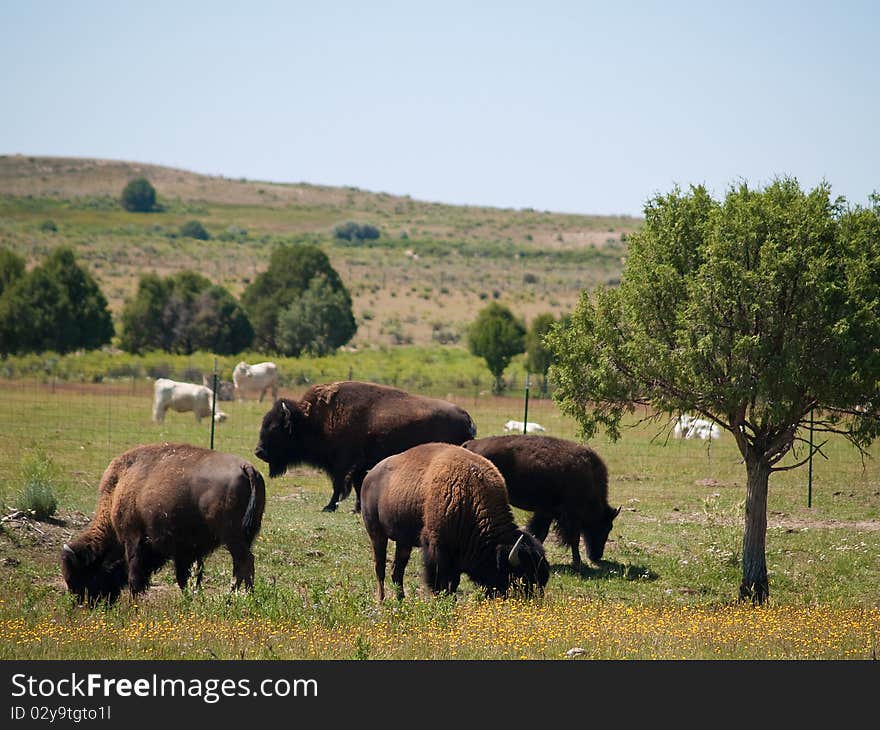 The American bison (Bison bison) is a North American species of bison, also commonly known as the American buffalo. The American bison (Bison bison) is a North American species of bison, also commonly known as the American buffalo