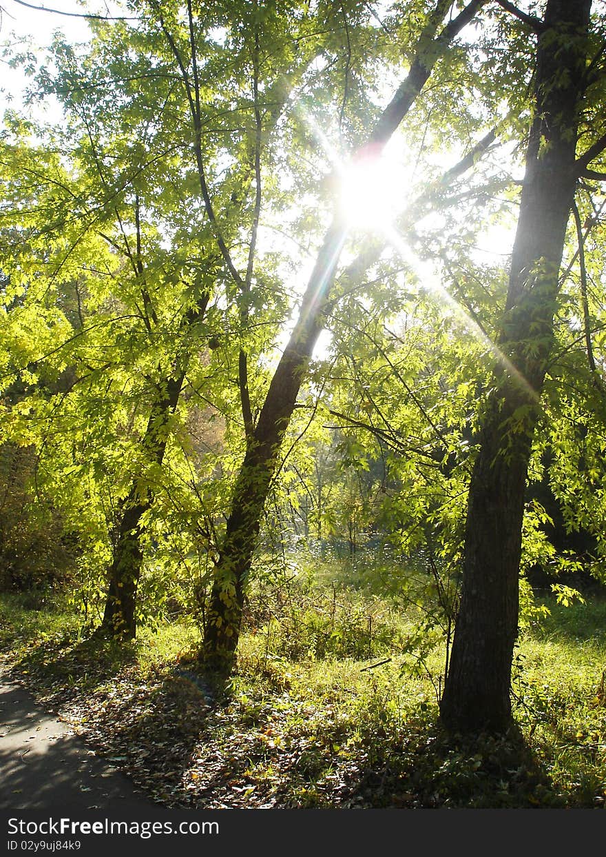 Autumn park. A sunlight.