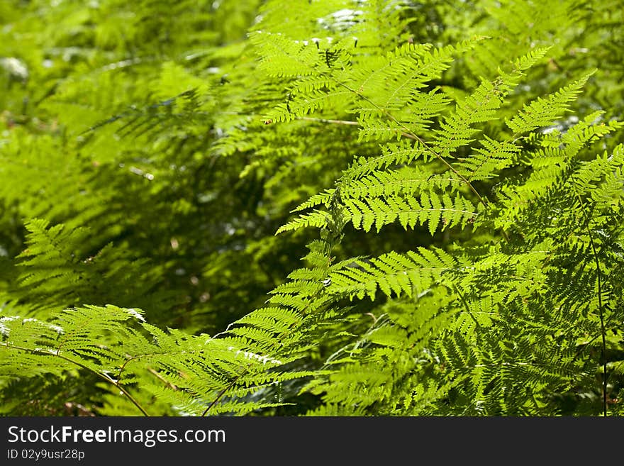 Green feathers on the sunny forest. Green feathers on the sunny forest