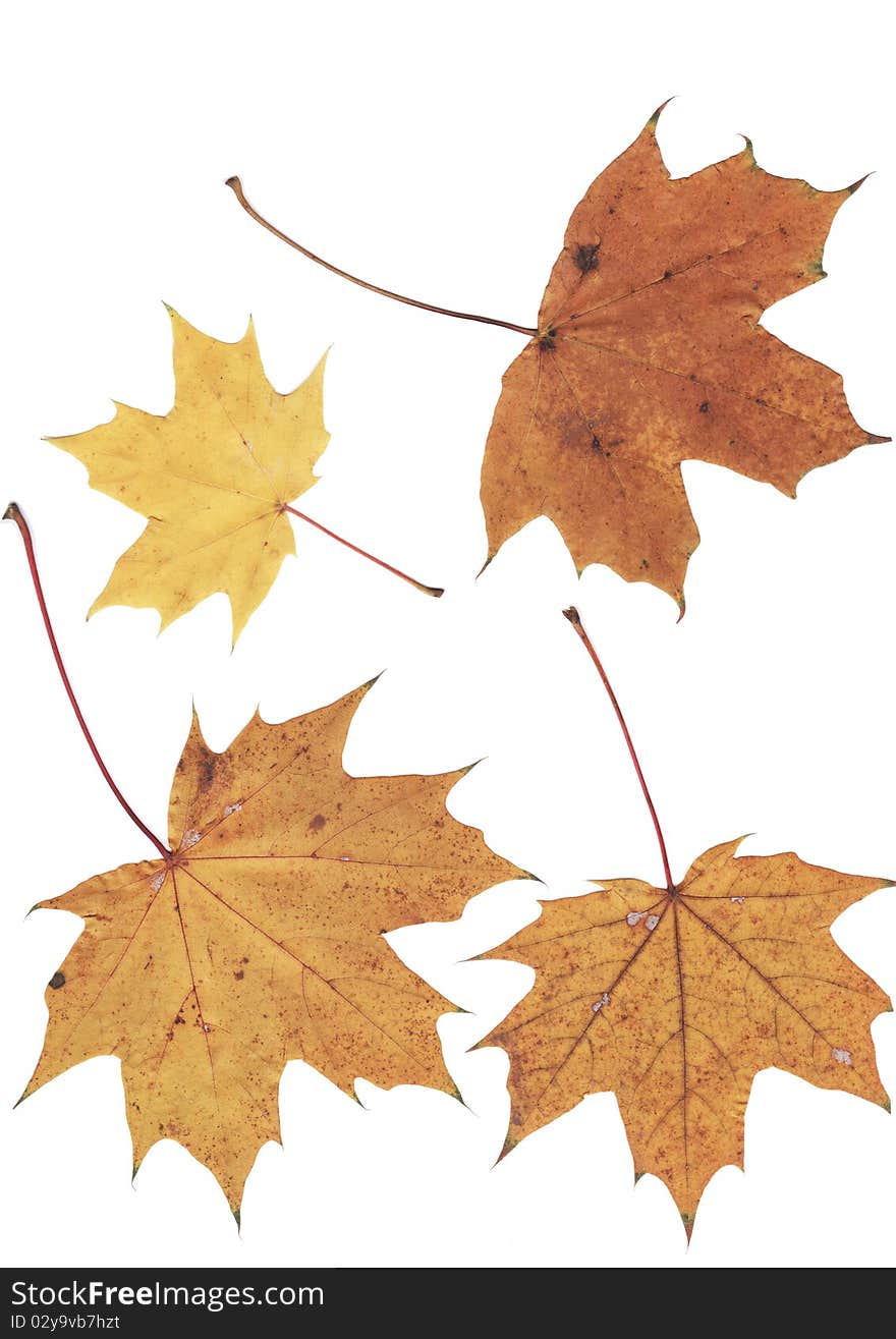 Various type of maple leafs