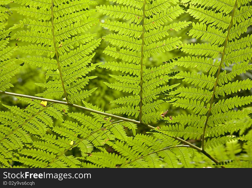 Green feathers on the sunny forest. Green feathers on the sunny forest