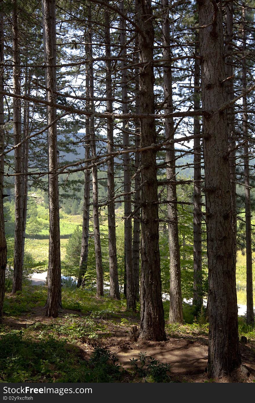 Trees in forest. Greece landscape