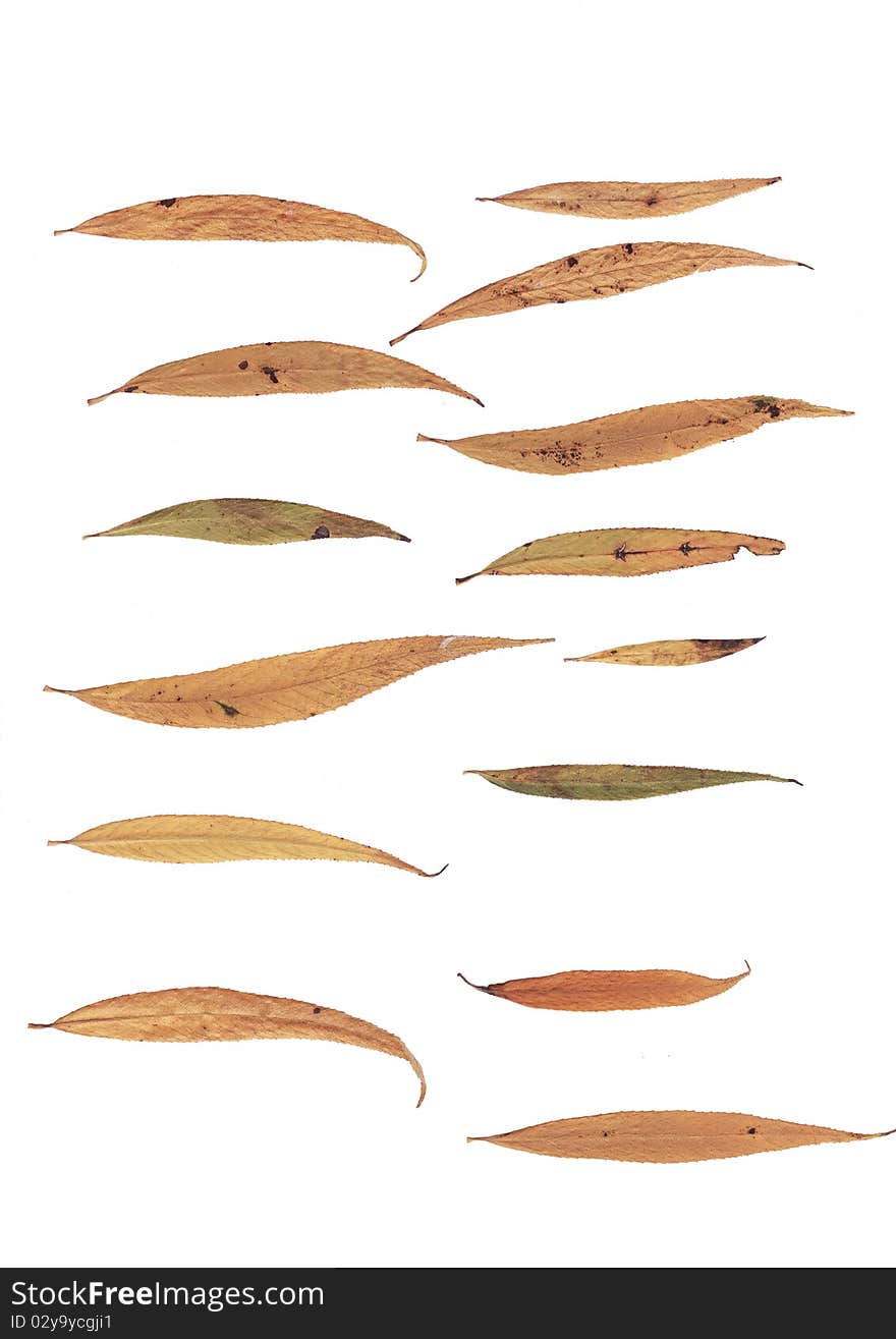 Various type of willow leafs