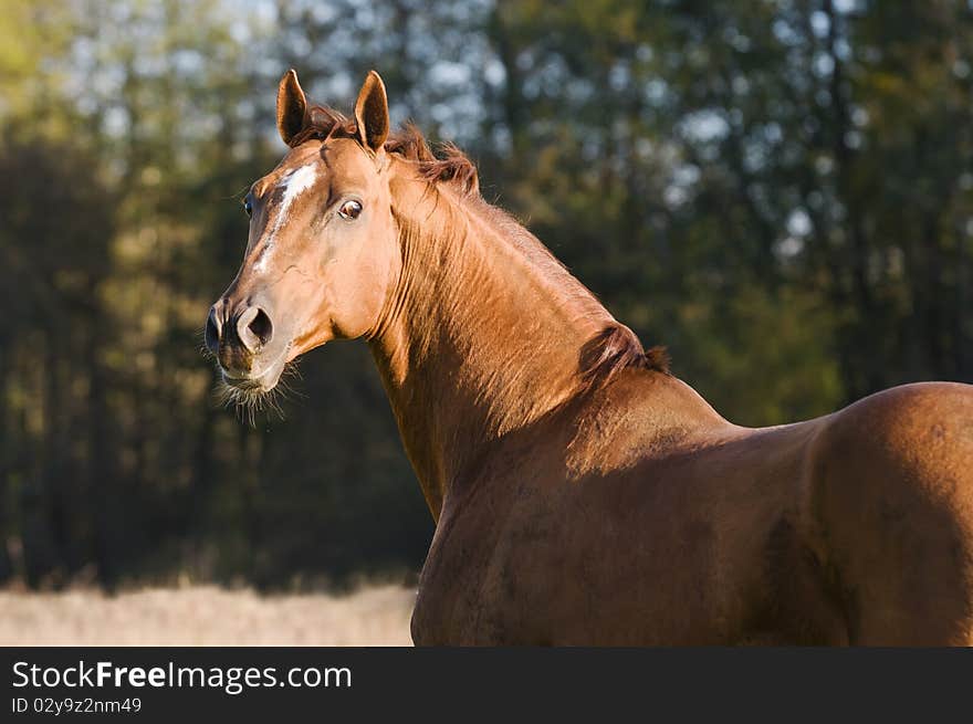 Don horse portrait in autumn