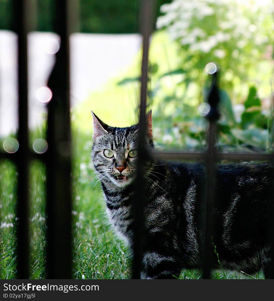 A silver tabby guarding a yard behind a gate. A silver tabby guarding a yard behind a gate.