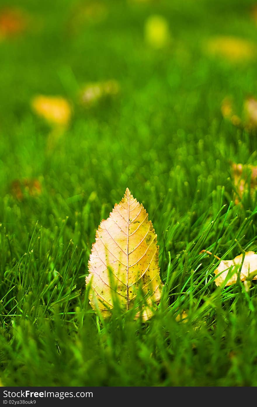 Autumn leaves on  green grass