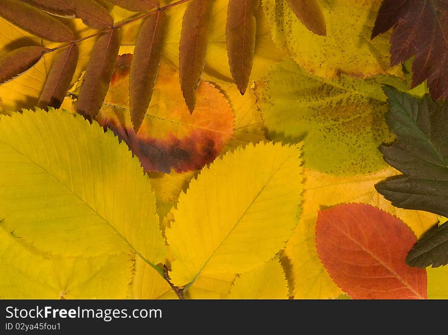 Autumn Leaves Background