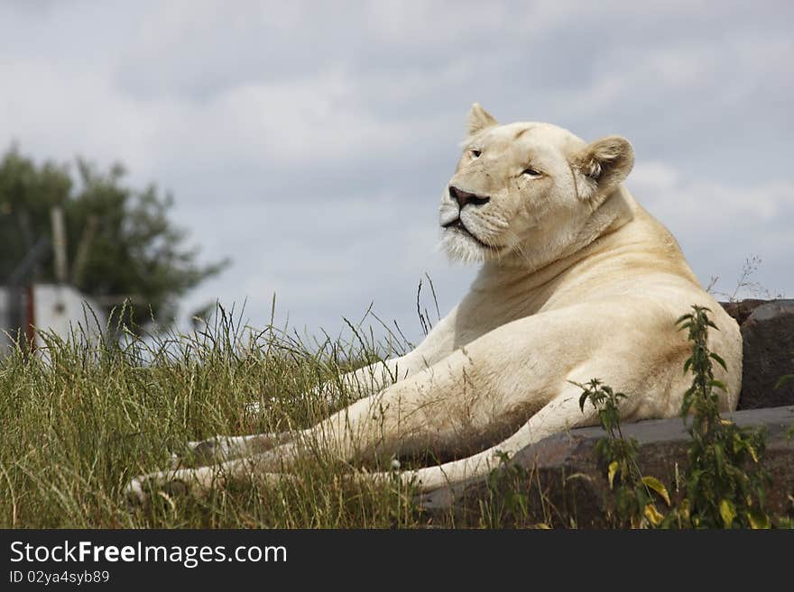 A beautiful White lioness basks in sunlight.