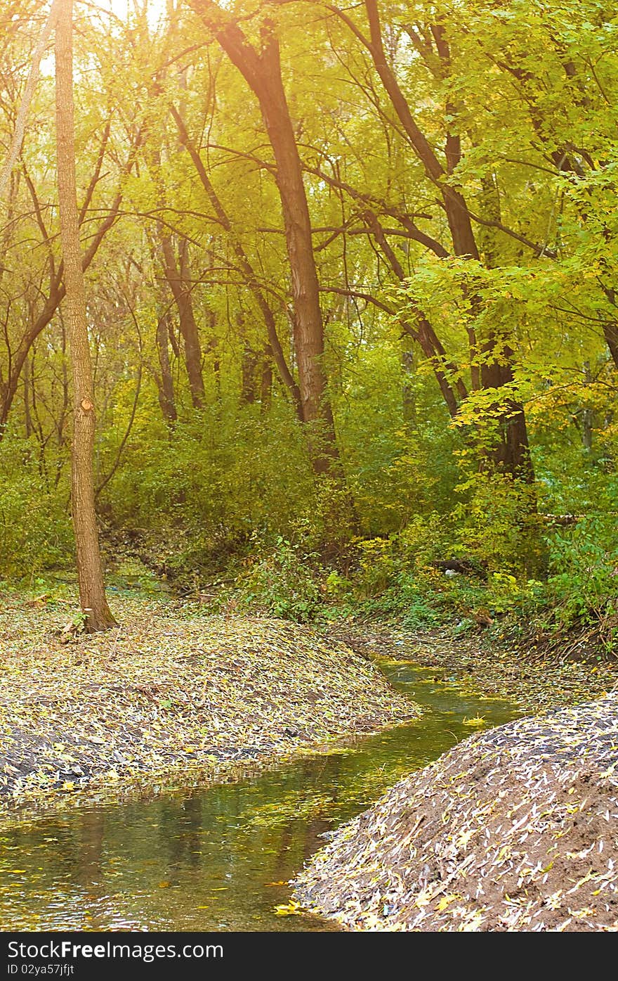 Autumn forest and stream bend. Autumn forest and stream bend.