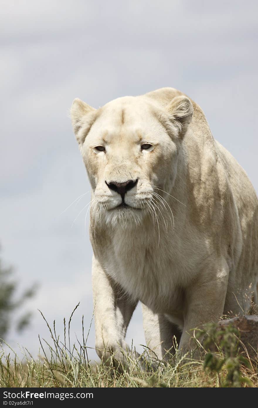 White lioness hunts her prey.