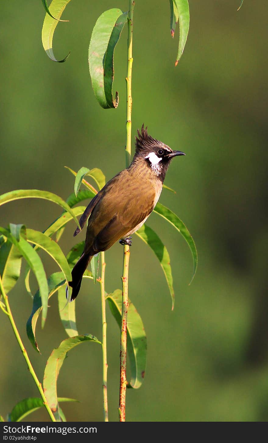 Red-whiskered Bulbul