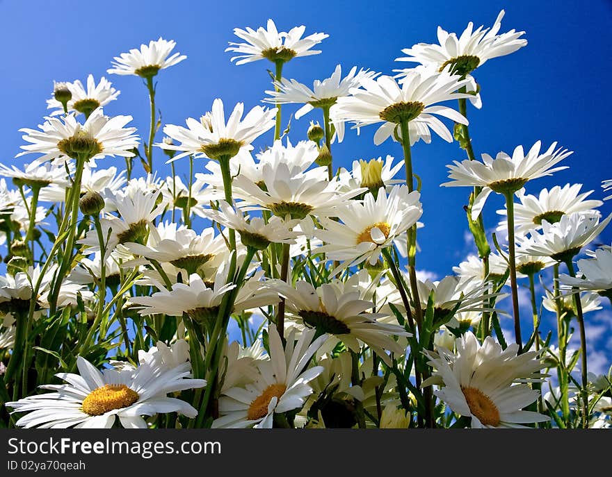 Camomiles, view from below