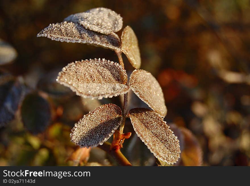 Morning Frost