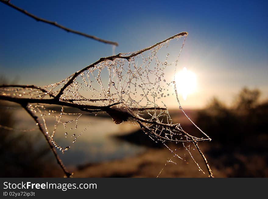 Pearls on a branch