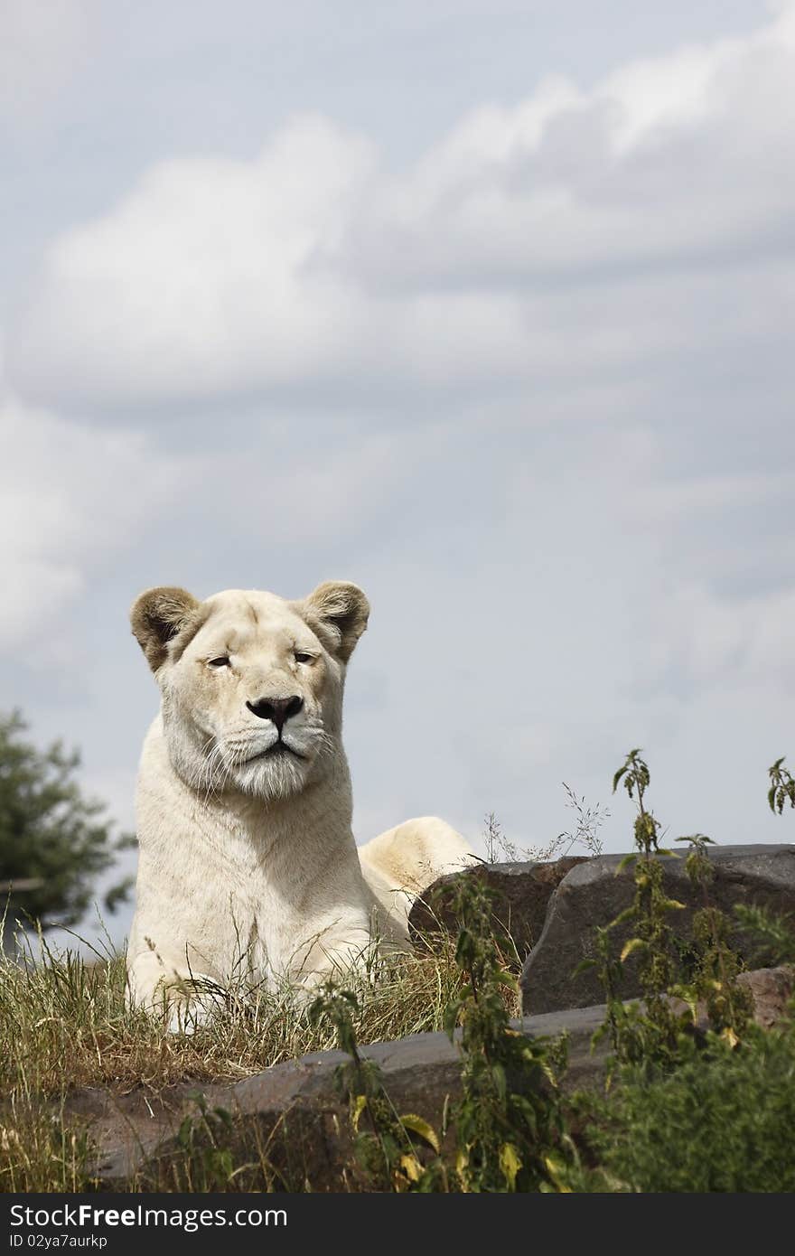 White lioness basks in sunlight portrait.