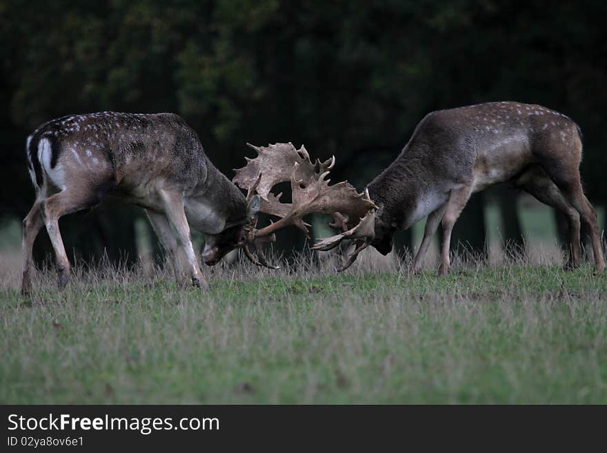 Male fallow deer fighting in the forest