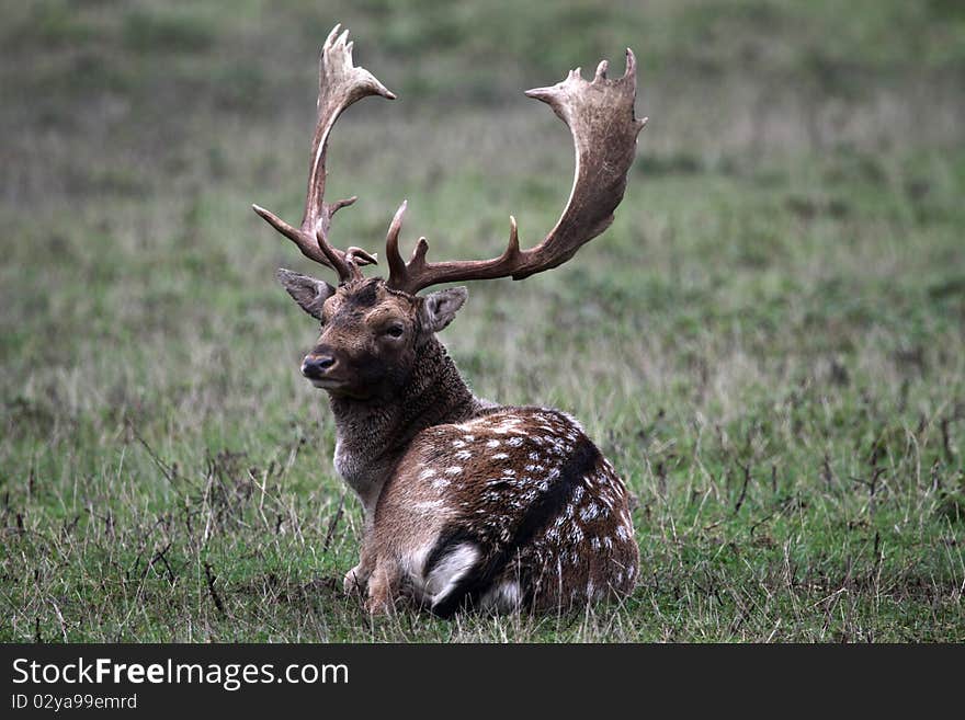 Fallow deer in the forest