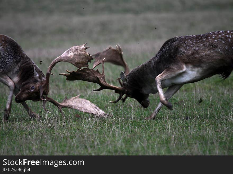 Fallow deer fighting in the forest