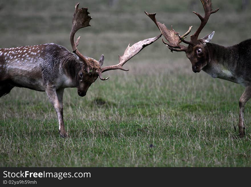 Fallow deer