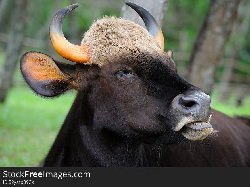 Thai gaur sitting in national park .