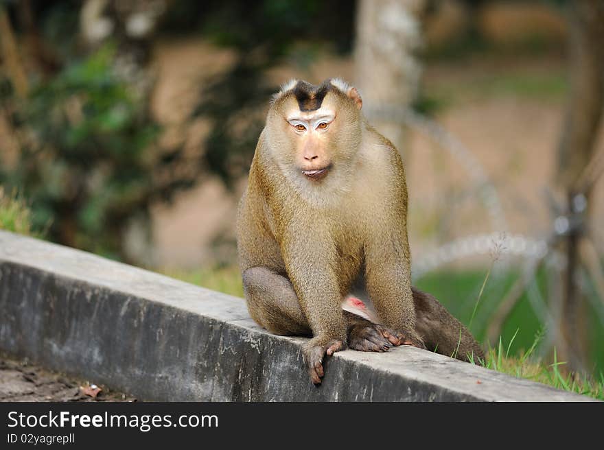 Monkey in khao yai national park.