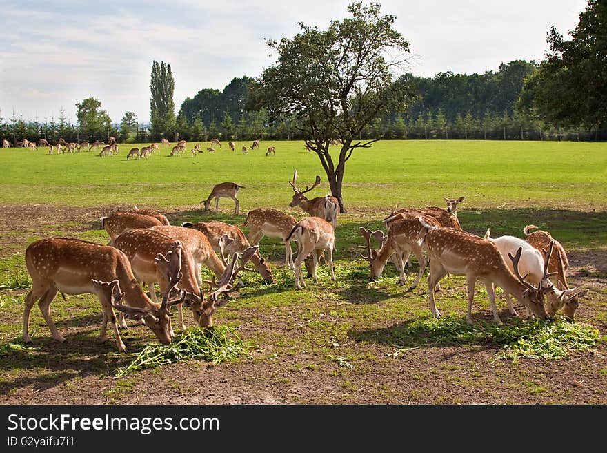 A herd of fallow deer grazing. A herd of fallow deer grazing