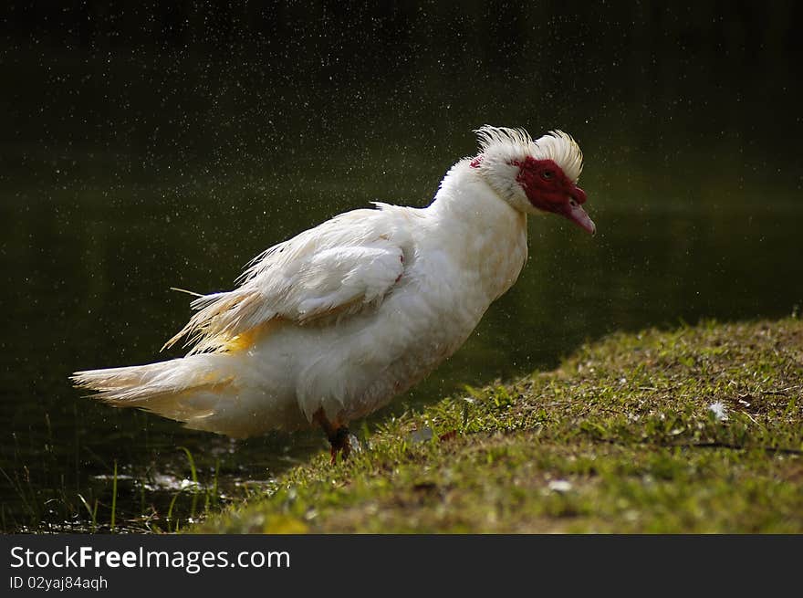 Wild white duck that is shaking on the grass near the lake. Wild white duck that is shaking on the grass near the lake.