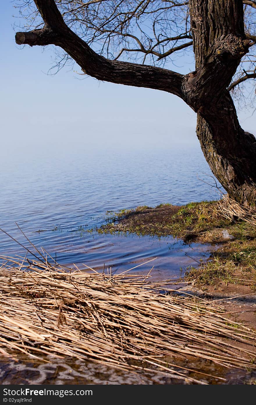 Tree by the lake