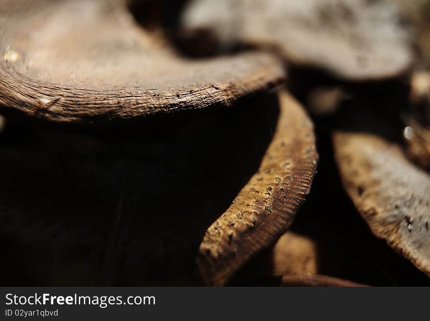 Group Of Mushrooms