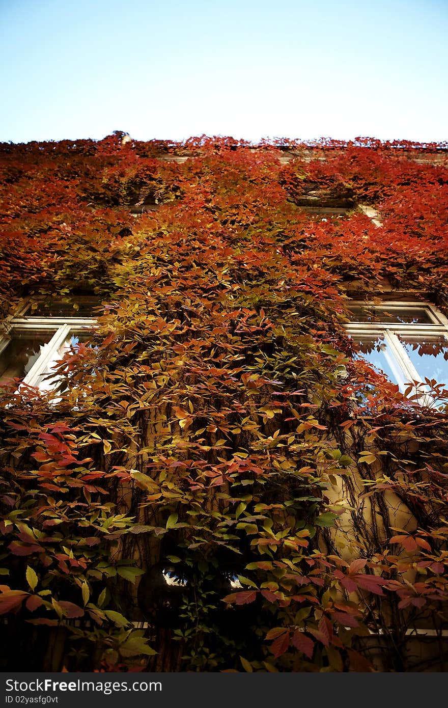 Victorian building facade covered with red ivy