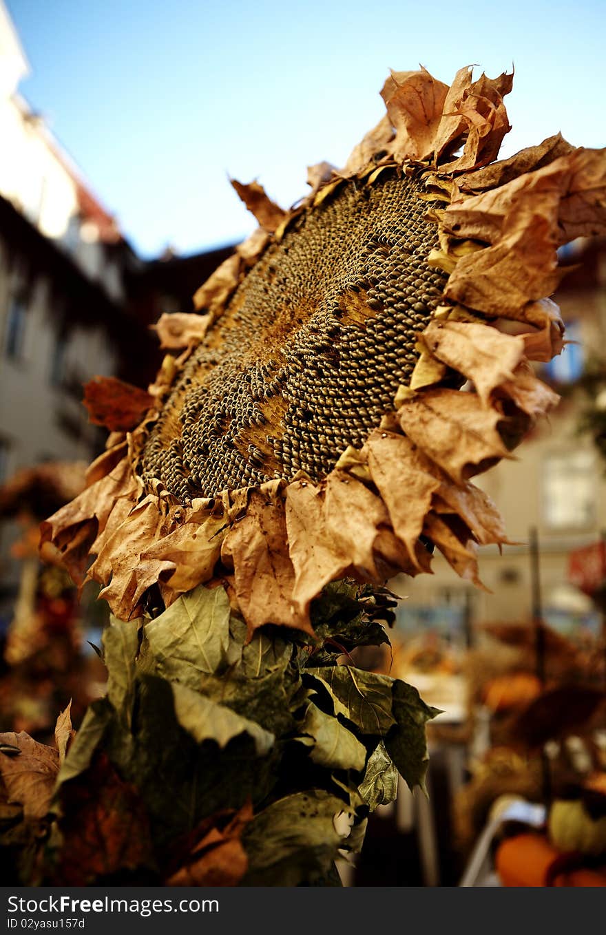 Big beautiful sunflowers outdoors in autumn.