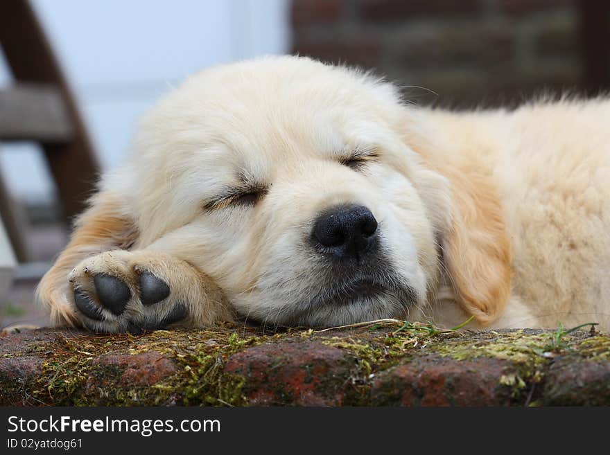 Sleeping Golden Retriever Pup