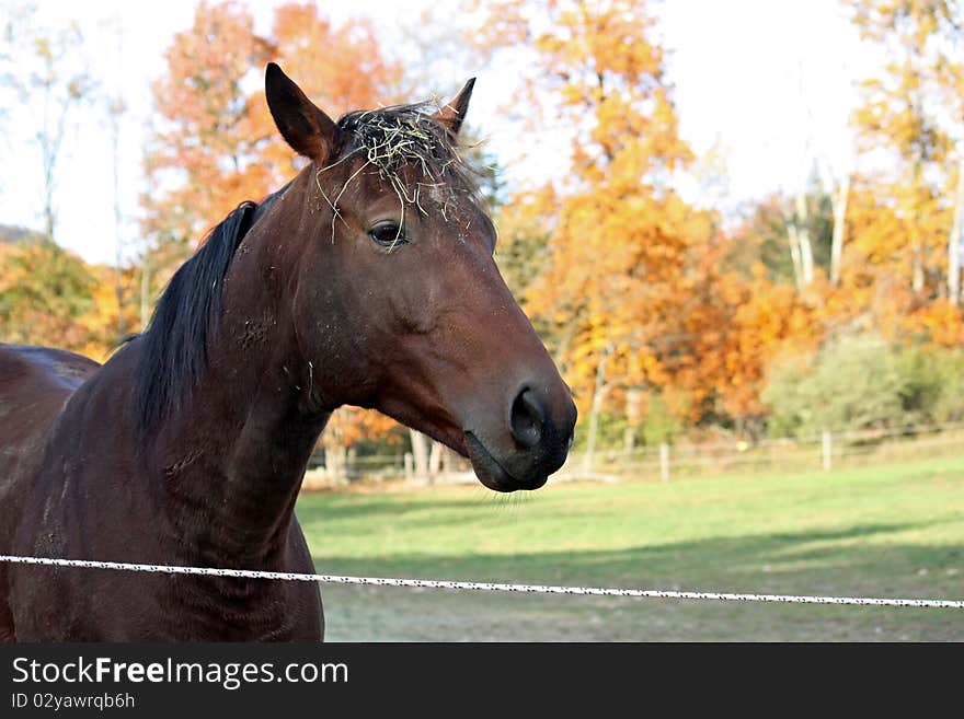 Late fall afternoon caught this horse looking for more hay to eat. Late fall afternoon caught this horse looking for more hay to eat.