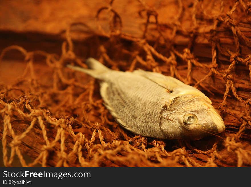 Fish in Museum of Sydney