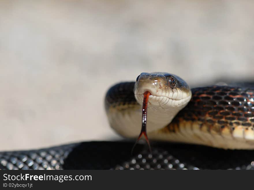 A large black ratsnake sticking his tongue out with a light grey background. A large black ratsnake sticking his tongue out with a light grey background.