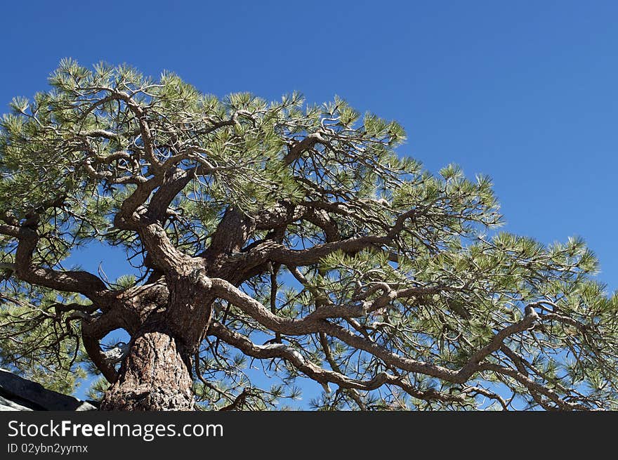 This lone tree is growing out of granite rocks off Hwy 40 above Donner Lake, CA. This lone tree is growing out of granite rocks off Hwy 40 above Donner Lake, CA.