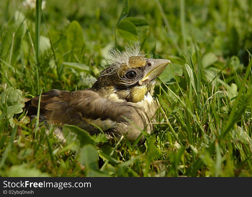 Coccothraustes Coccothraustes