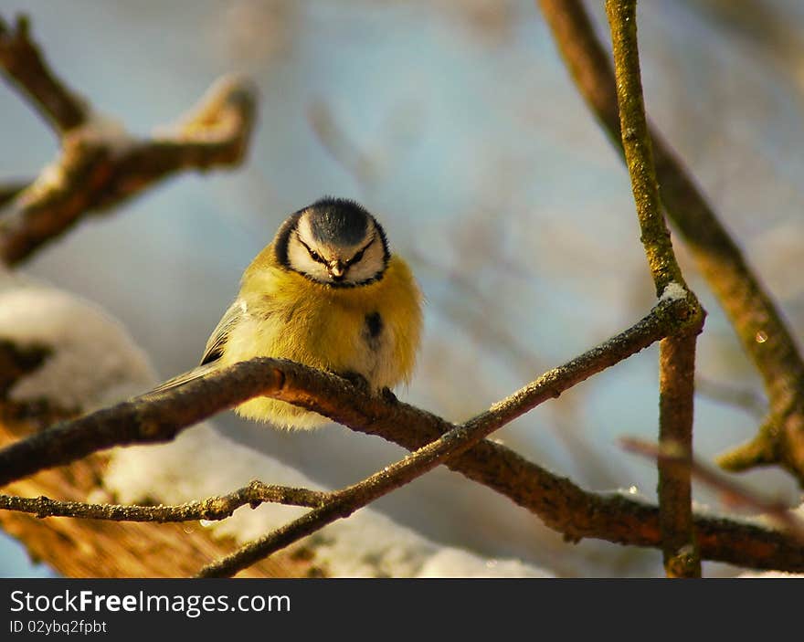 The bird blue titmouse sitting on twig. The bird blue titmouse sitting on twig