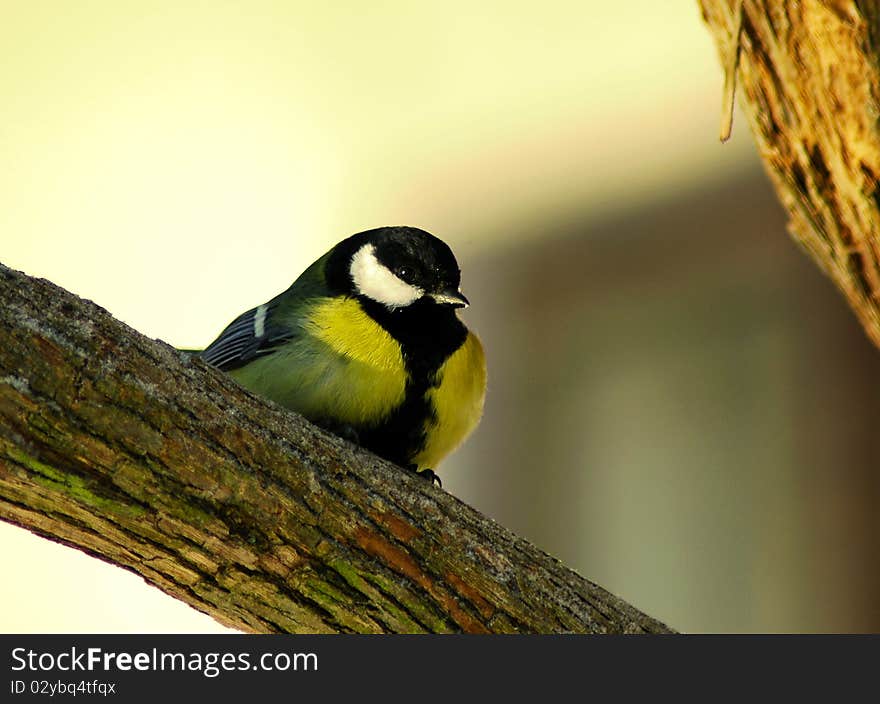 Parus Major