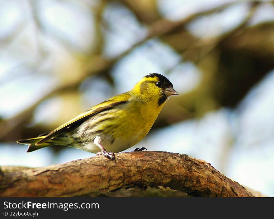 Carduelis Spinus