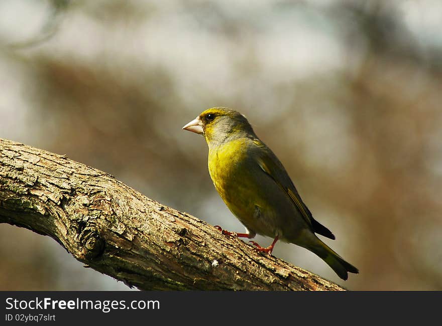 Carduelis Chloris