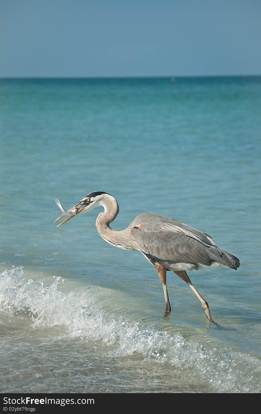 Great Blue Heron With Fish on a Gulf Coast Beach