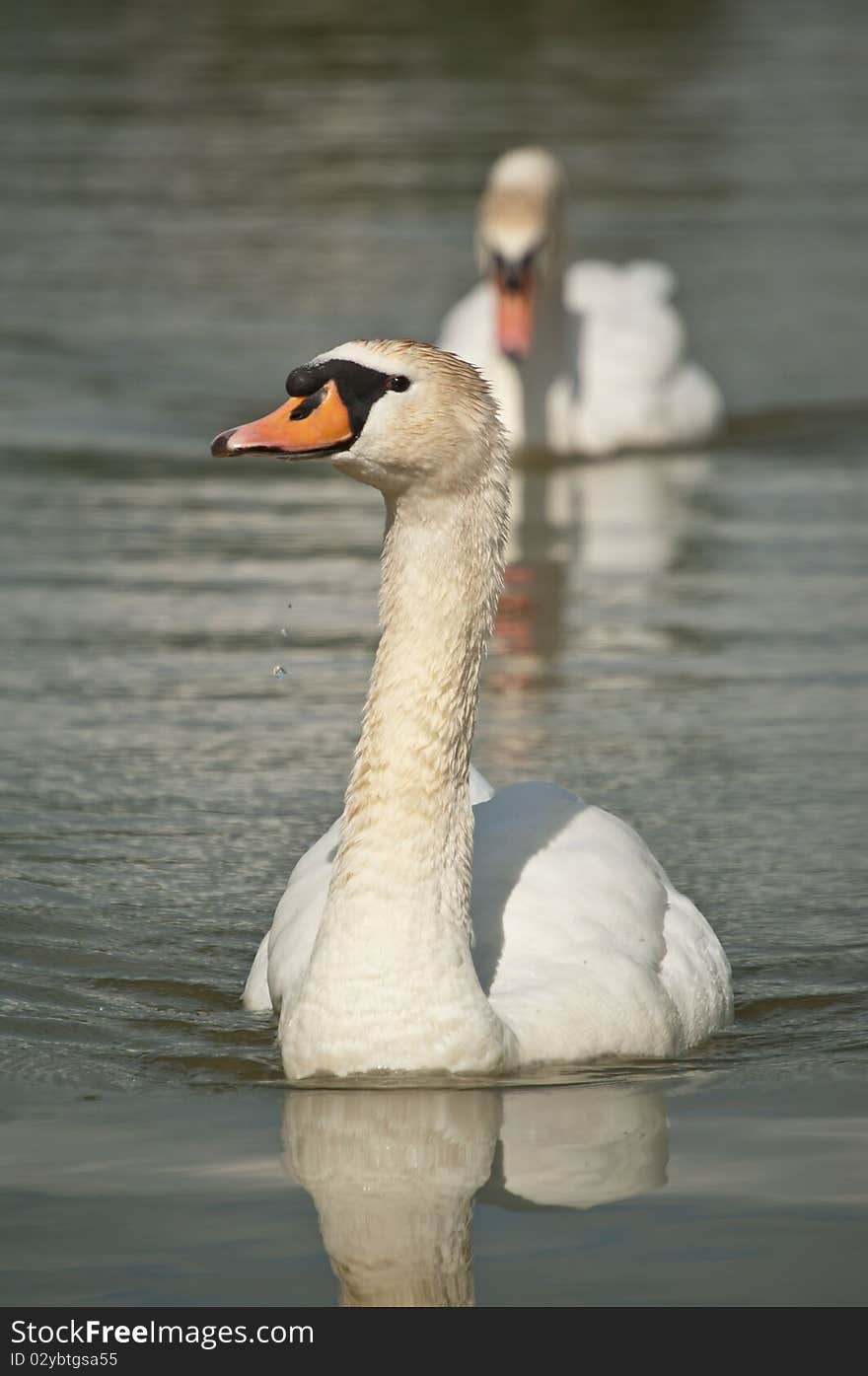 Two Mute Swans Swimming on a Pond