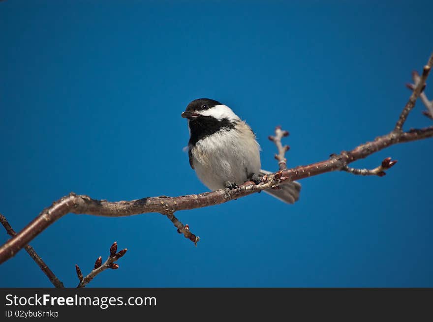 Black-Capped Chickadee Eating a Seed.