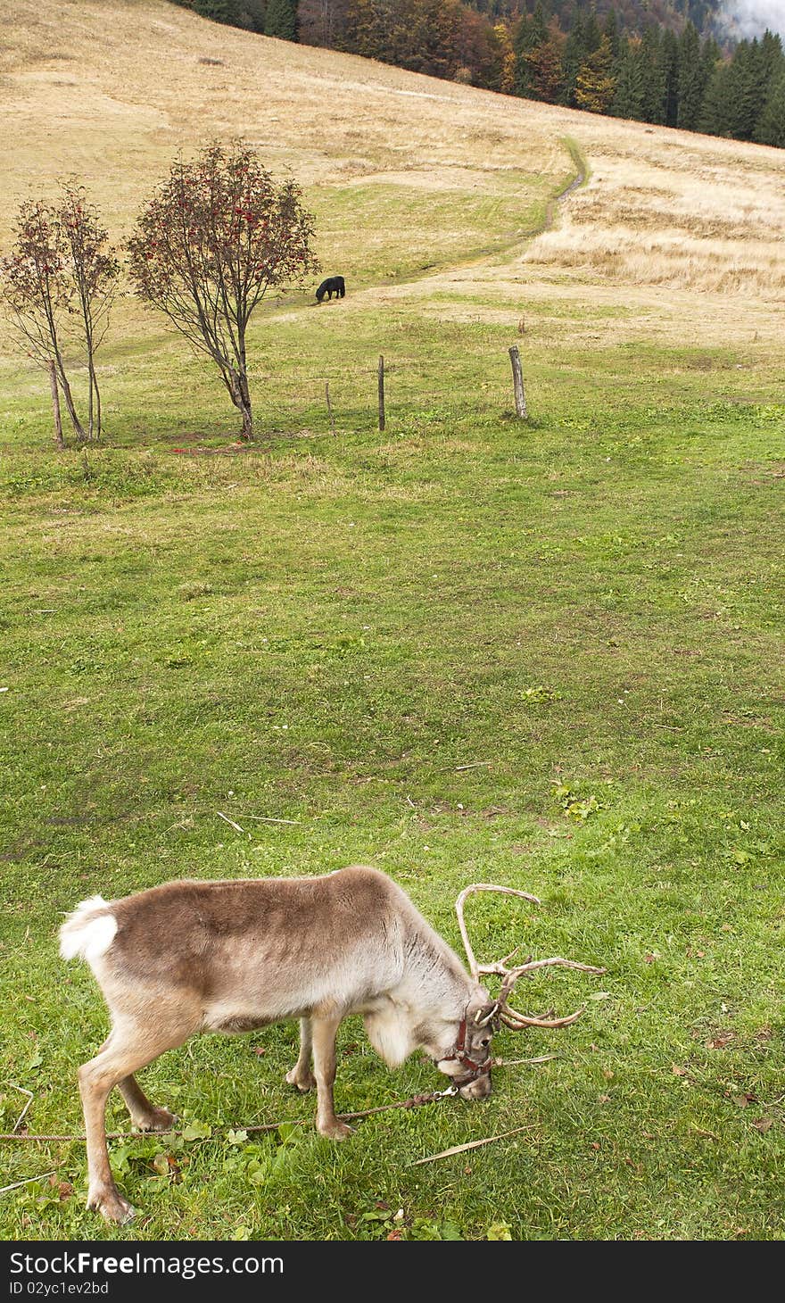 Reindeer in a autumn natural environment. Reindeer in a autumn natural environment