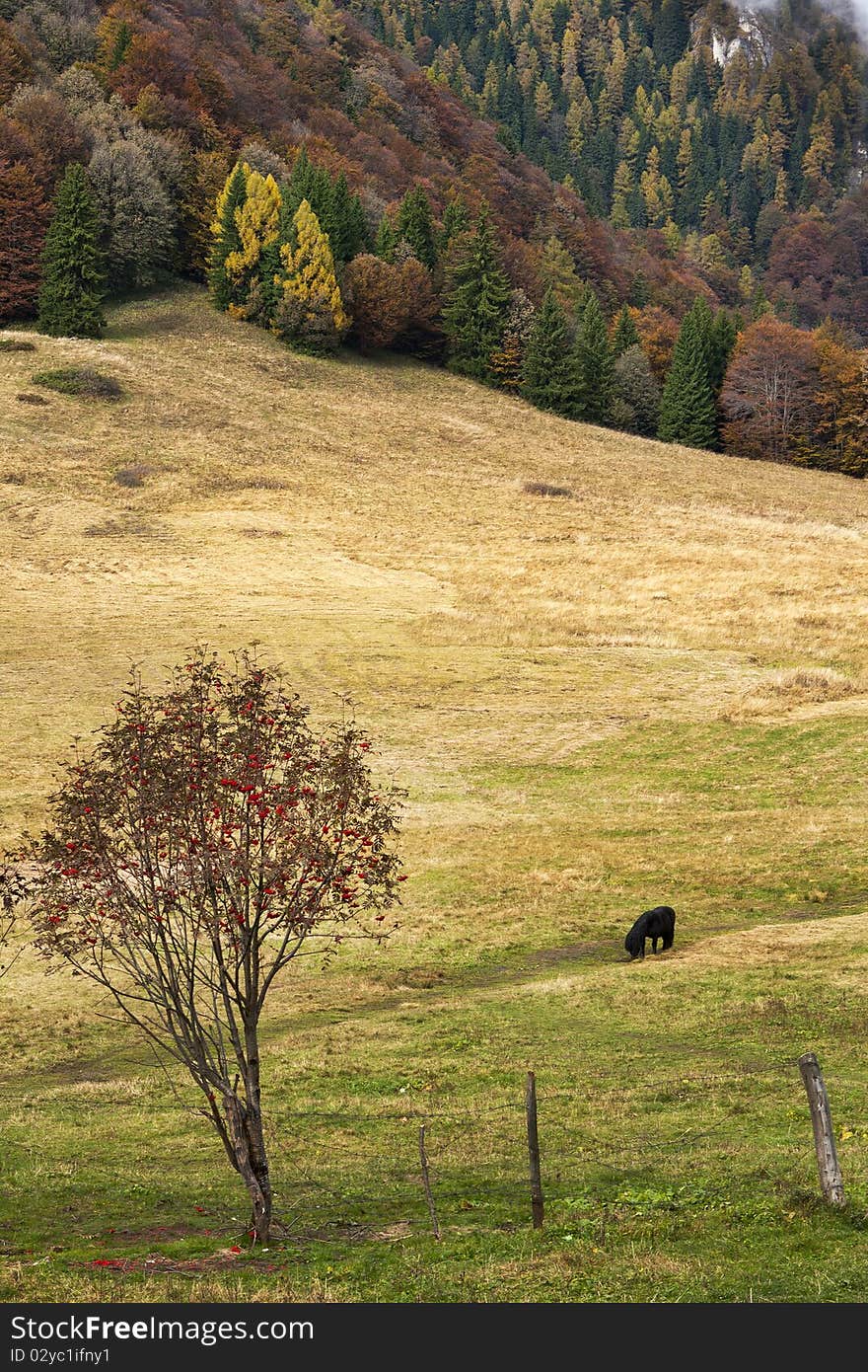 Autumn valley, photo taken in transylvania Romania