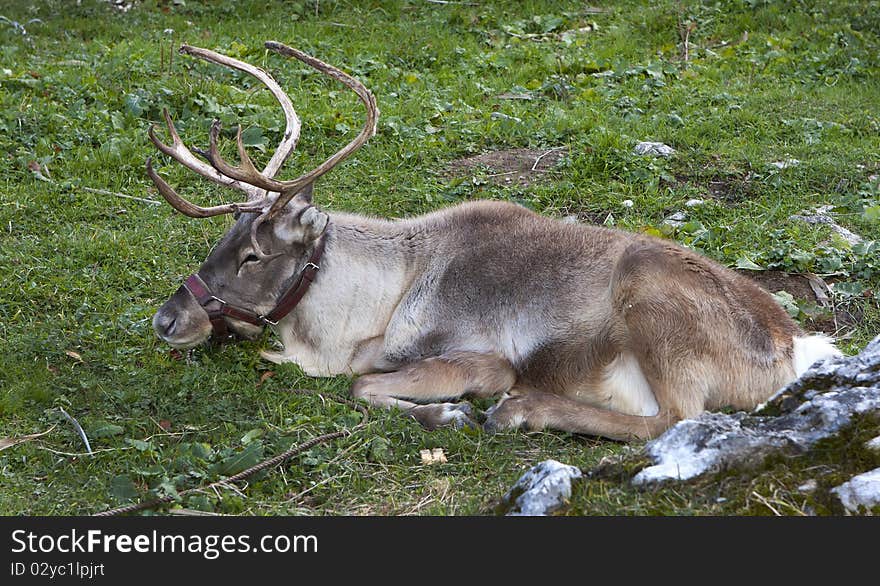 Reindeer in captivity, autumn natural environment