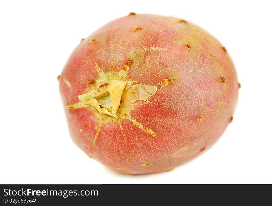 Cactaceous fig isolated on white background studio shoot.