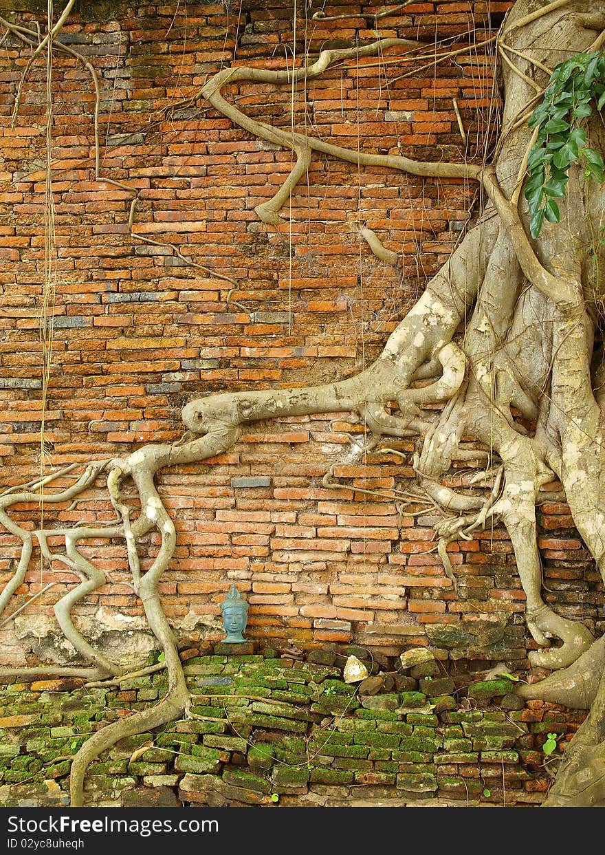 Old brick wall covered with roots